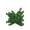 bush bush