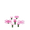 pink_petals