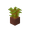 potted_acacia_sapling