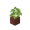 Pousse de bouleau en pot potted_birch_sapling