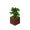 Pousse d'acajou en pot potted_jungle_sapling