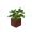 Pousse de chêne en pot potted_oak_sapling