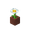 Marguerite en pot potted_oxeye_daisy