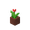 Tulipe rouge en pot potted_red_tulip