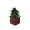 Pousse de sapin en pot potted_spruce_sapling